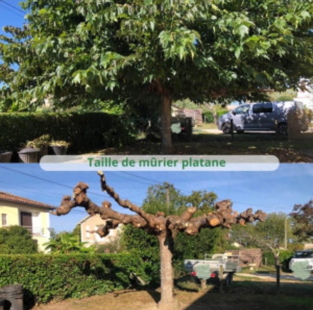 Jardinier Carpentras