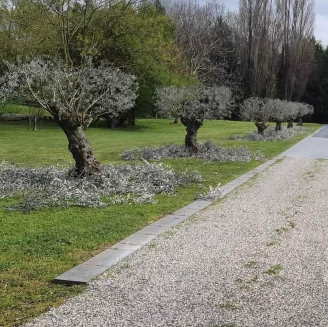 Taille d'oliviers carpentras 