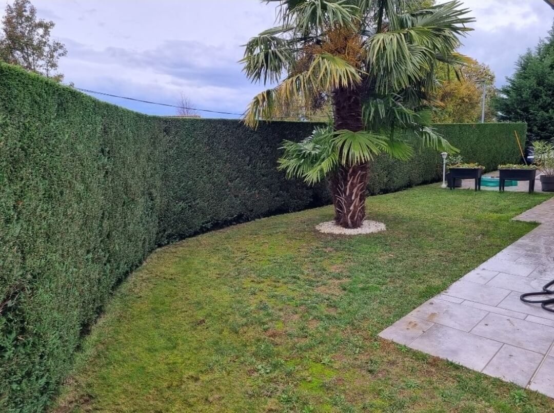 Taille de haie à carpentras dans le 84 